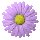 daisy_button_purple_tc.gif