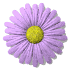 daisy_button_purple_sw.gif