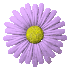 daisy_button_purple_sc.gif