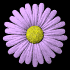 daisy_button_purple_sb.gif