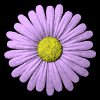 daisy_button_purple_mb.gif
