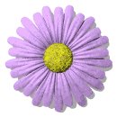 daisy_button_purple_lw.gif