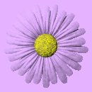 daisy_button_purple_lc.gif