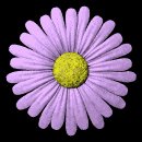 daisy_button_purple_lb.gif