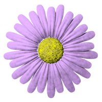 daisy_button_purple_hr.jpg