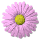 daisy_button_pink_tw.gif