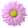 daisy_button_pink_tc.gif