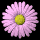 daisy_button_pink_tb.gif