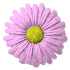 daisy_button_pink_sw.gif