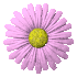 daisy_button_pink_sc.gif