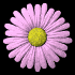 daisy_button_pink_sb.gif