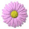 daisy_button_pink_mw.gif