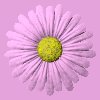 daisy_button_pink_mc.gif