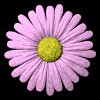 daisy_button_pink_mb.gif