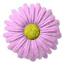daisy_button_pink_lw.gif
