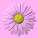 daisy_button_pink_lc.gif