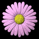 daisy_button_pink_lb.gif