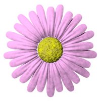 daisy_button_pink_hr.jpg