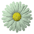 daisy_button_green_sc.gif