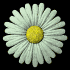 daisy_button_green_sb.gif