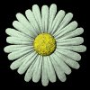 daisy_button_green_mb.gif