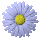 daisy_button_blue_tc.gif