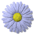 daisy_button_blue_sw.gif