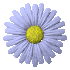 daisy_button_blue_sc.gif