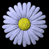 daisy_button_blue_sb.gif