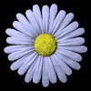 daisy_button_blue_mb.gif