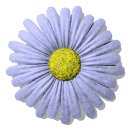 daisy_button_blue_lw.gif