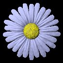 daisy_button_blue_lc.gif