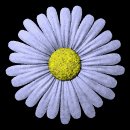 daisy_button_blue_lb.gif