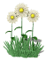 daisies_waving_sw.gif