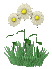 daisies_waving_sc.gif