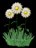 daisies_waving_sb.gif