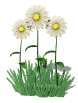 daisies_waving_mw.gif