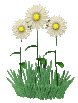daisies_waving_mc.gif