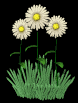 daisies_waving_mb.gif