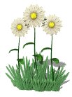 daisies_waving_lw.gif