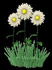 daisies_waving_lc.gif