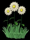 daisies_waving_lb.gif