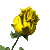 yellow_rose_sc.gif