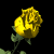 yellow_rose_sb.gif