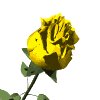 yellow_rose_mw.gif