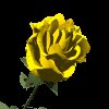 yellow_rose_mc.gif