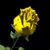 yellow_rose_mb.gif