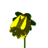 yellow_flower_mw.gif