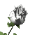 white_rose_sc.gif