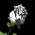 white_rose_sb.gif